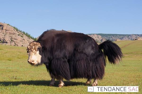 Yak Mongol